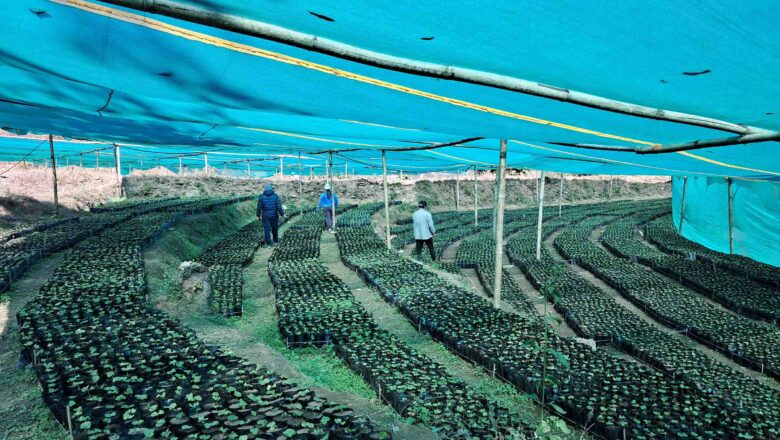 दिक्तेल रुपाकोट मझुवागढीमा हुर्काइँदै कफीको १७ लाख बिरुवा